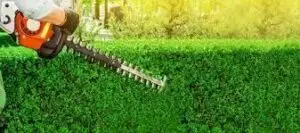 Professional grass trimming services