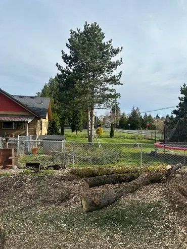 tree removal