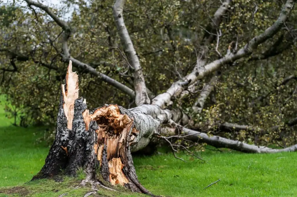 tree removal services