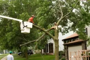 Dead tree being removed by professional tree service on a residential property in Portland Oregon