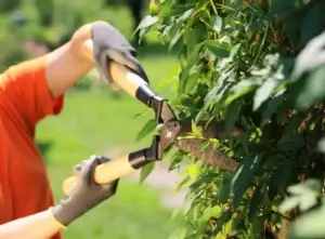 Professional arborist trimming a large tree on a residential property