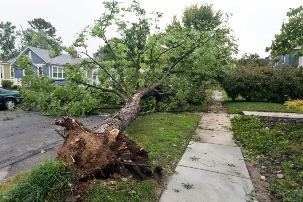 Licensed and insured tree service crew doing emergency tree removal service