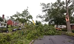 Fallen Tree Removal in Portland