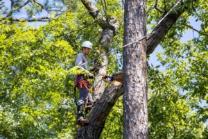 Commercial Tree Removal in Portland: A Resource Guide for Property Managers
