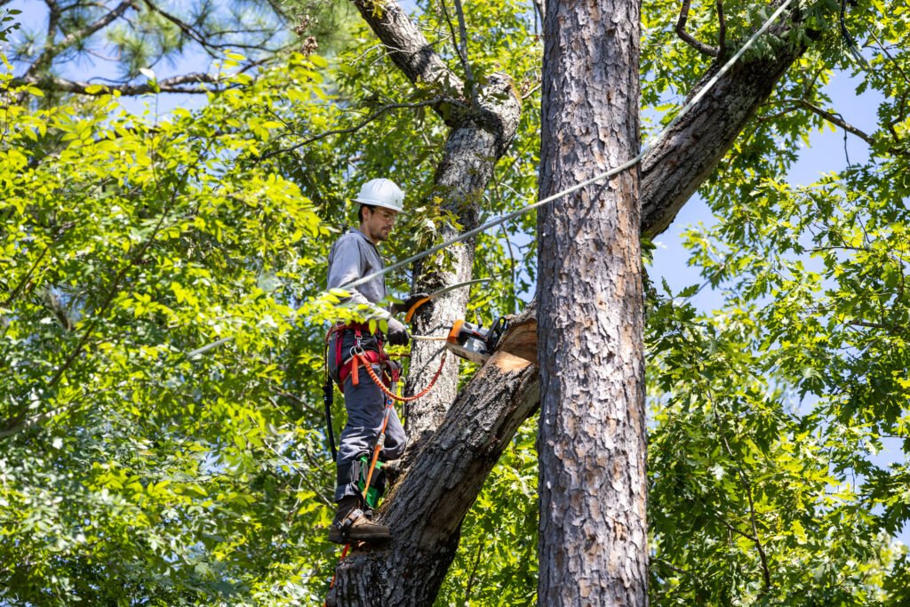 Commercial Tree Removal in Portland: A Resource Guide for Property Managers