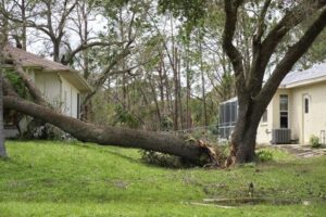 Tree Leaning Towards House: How to Assess Risk and Protect Your Property