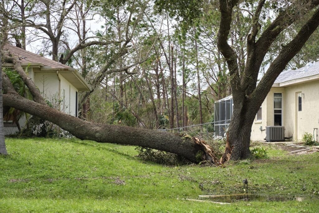 Tree Leaning Towards House: How to Assess Risk and Protect Your Property
