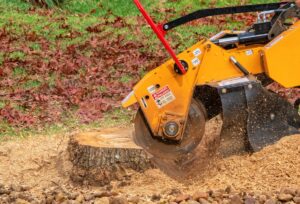 Tree Root Removal Portland: Professional Solutions for Your Landscape