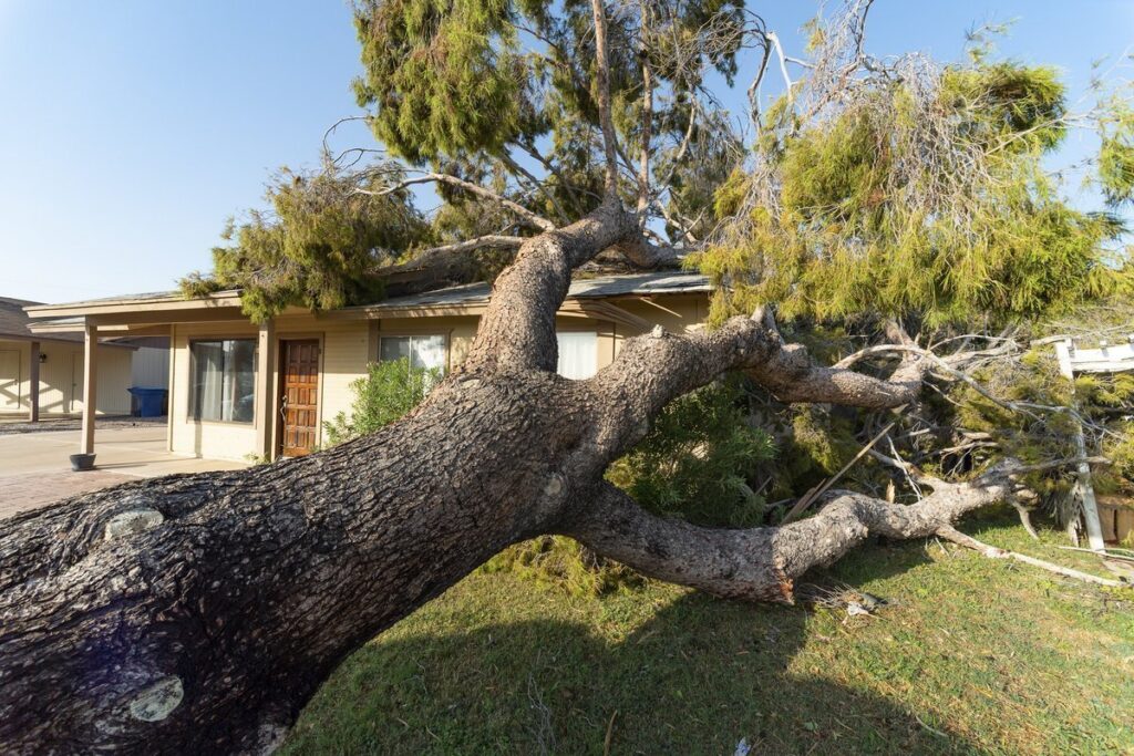 Tree Removal Insurance Claims: A Homeowner's Guide to Coverage in Portland