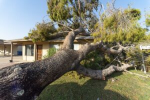 Tree Removal Insurance Claims: A Homeowner's Guide to Coverage in Portland