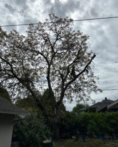 How Certified Arborists Help Protect Your Trees and Property in Troutdale, Oregon